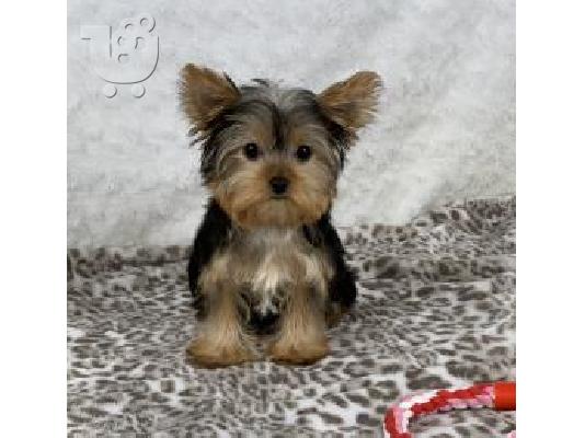 AKC Yorkshire Terrier Puppy